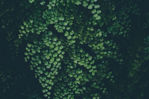 树叶 绿色 植物 模糊 4k壁纸 3840x2160