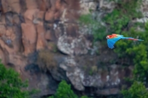 金刚鹦鹉 鹦鹉 鸟 飞行 4k壁纸 3840x2160