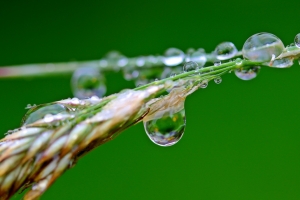 雨滴 雨水 植物 草 4K壁纸