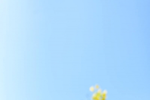 日系风格油菜花