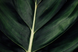 叶 叶脉 宏观 表面 植物 绿色 4k壁纸 3840x2160