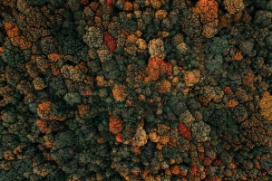 森林 树木 鸟瞰图 秋天 自然 4k壁纸 3840x2160