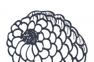 线描桑葚