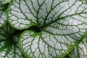  brunera macrophylla 伟大的伪造-me-notneneneea 植物 叶子 宏观 4k壁纸 3840x2160