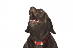 可爱拉布拉多犬