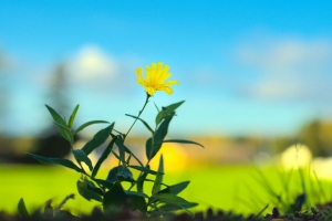  hieracium canasensive 花 花瓣 黄色 叶子 模糊 4k壁纸 3840x2160