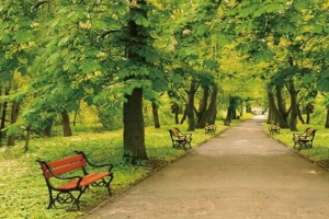 公园绿树林背景