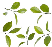 绿叶素材
