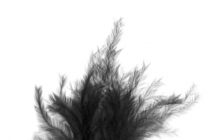 羽毛，美丽，漂亮，漂浮