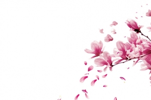 半圆形漂浮樱花