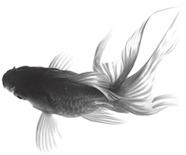 中秋节水墨黑色小鱼