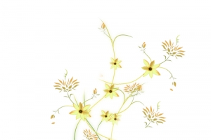 黄色小花