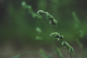 小穗 茎 草 植物 绿色 4k壁纸 3840x2160