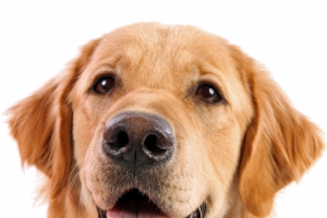 卡通张嘴的棕色狗png