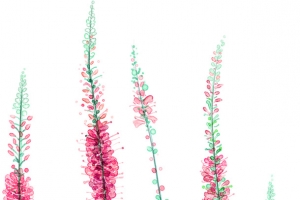 薰衣草