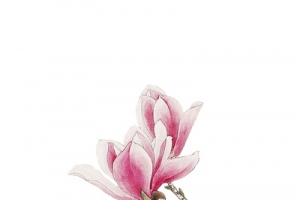 两朵透明花瓣 水彩花瓣png素材