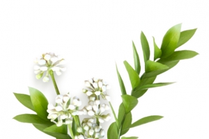 粉白色系列鲜花