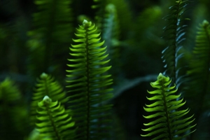 蕨类植物 树叶 树枝 植物 绿色 4k壁纸 3840x2160