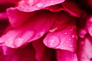 牡丹 花瓣 花 滴 4k壁纸 3840x2160