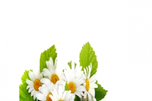 菊花图案