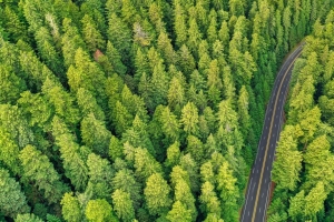 森林 道路 鸟瞰图 树木 松树 4k壁纸 3840x2160