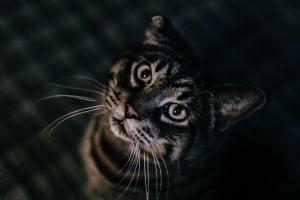 猫 棕色 虎斑 宠物 4k壁纸 3840x2160