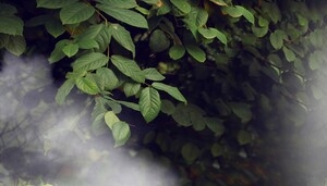 花朵梦幻式承接页