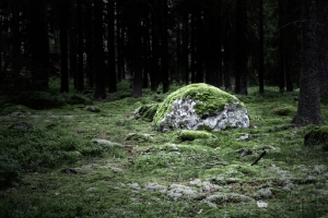 深林中长满苔藓的石头