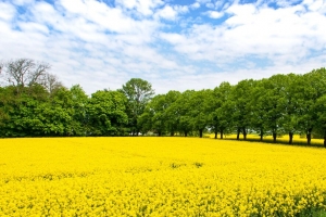 田野 花朵 黄色 树木 自然 风景 4k壁纸 3840x2160