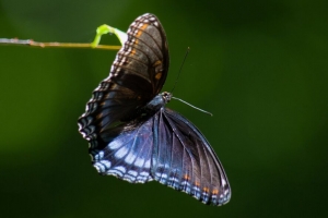  limenitis arthemis 蝴蝶 翅膀 宏观 4k壁纸 3840x2160