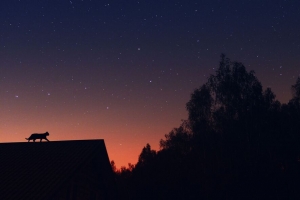 猫 剪影 宠物 屋顶 星星 4k壁纸 3840x2160