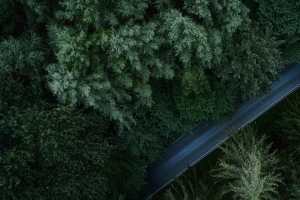 树木森林道路俯视图 3440x1440 4K高清壁纸免费下载