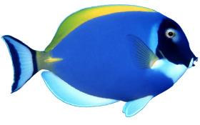 蓝色海洋鱼类免抠PNG