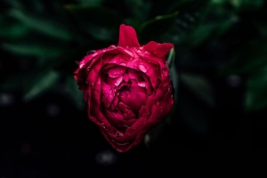 牡丹 花蕾 露水 粉红色 潮湿 水滴 4k壁纸 3840x2160