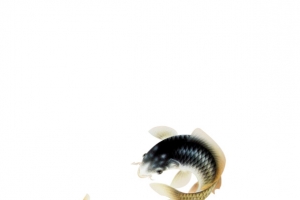 金鱼鲤鱼观赏鱼
