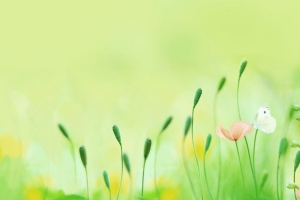 绿色花蕾及野花