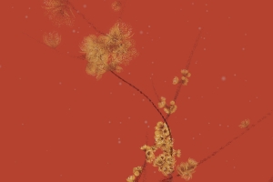 华为matext非凡大师 红色背景 树 花 2232x2232高清壁纸