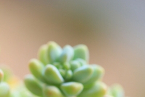 可爱的多肉植物手机壁纸