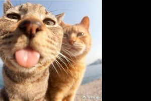 日本爱媛县的“猫岛”，旅游的话，墨鱼是很想去的鸭！