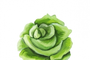 有机包菜