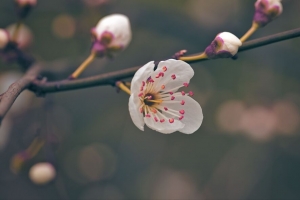 花 花粉 花瓣 春天 宏观 4k壁纸 3840x2160