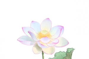 中国风工笔荷花荷叶素材