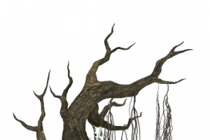 枯老树木高清PNG透明装饰植物设计素材免费下载