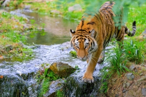 老虎 动物 捕食者 大猫 条纹 流 4k壁纸 3840x2160
