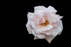 玫瑰 花瓣 花 粉红色 黑色背景 4k壁纸 3840x2160