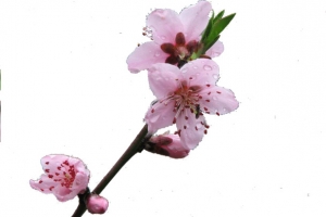 盛开的桃花
