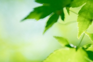 护眼绿色枫叶5760x1080高清三屏电脑壁纸
