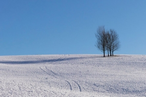 树 雪 地平线 极简主义 冬天 天空 4k壁纸 3840x2160