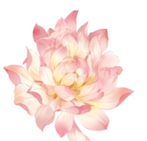古风免抠花朵牡丹花