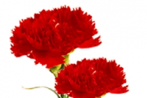 康乃馨花教师节感恩
